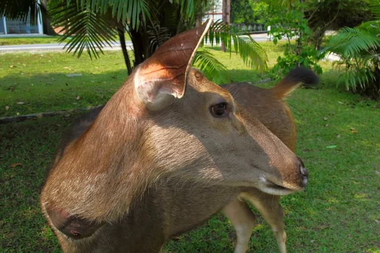 Sambar deer grazing in Khao Yai National Park