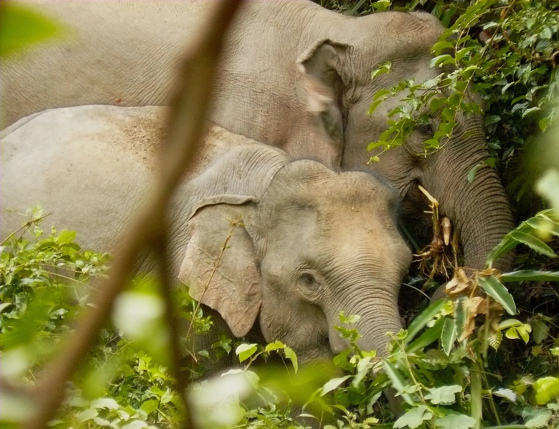 Wildlife Experiences in Khao Yai