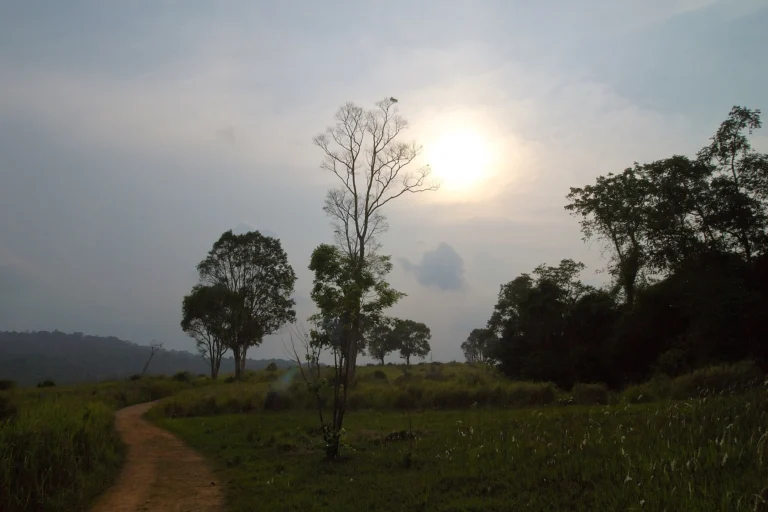 Golden evening light over the grasslands of Khao Yai National Park
