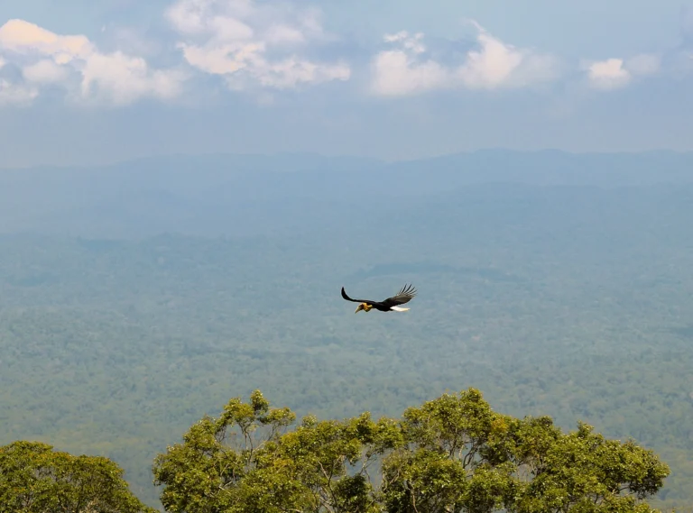 Wreathed hornbill perched in Khao Yai National Park