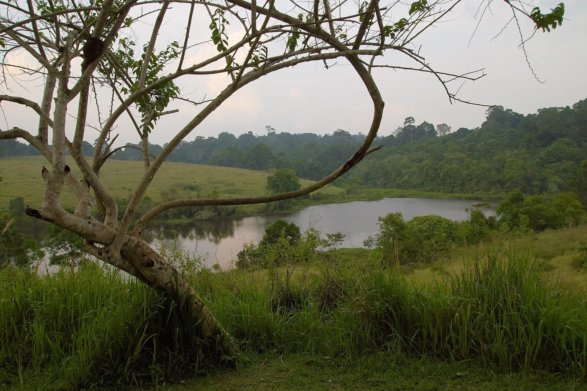 Calm lake surrounded by forest in Khao Yai