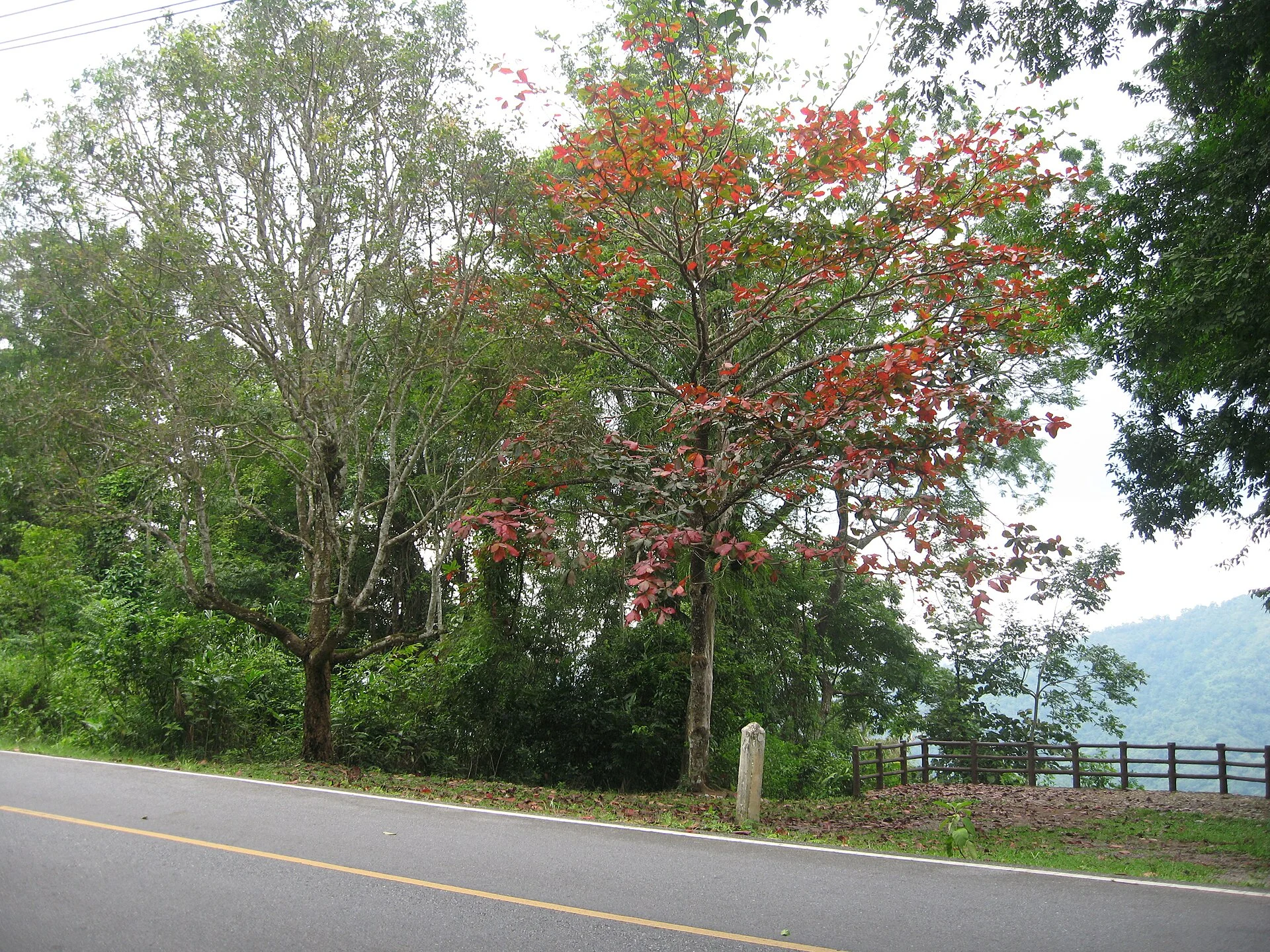Mountain viewpoint along the main road in Khao Yai National Park